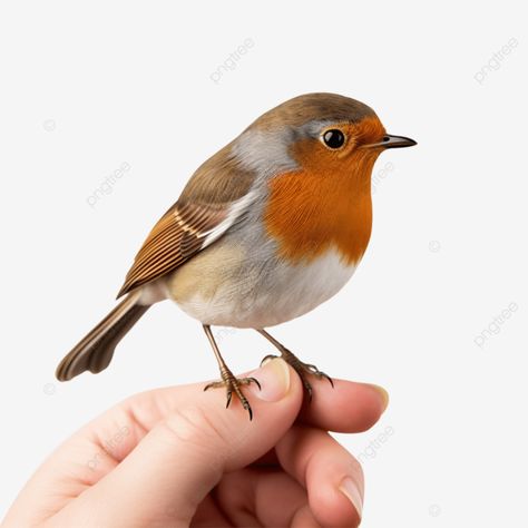 trusting companion robin bird rests on hand bird robin robin bird png Robin Bird Illustration, Bird Png, Garden Mural, Robin Bird, Transparent Image, Kid Character, Professional Design, Bird Illustration, Christmas Clipart