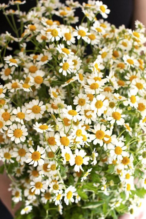 Tanacetum Parthenium -
Fever Few -
Availability: Year Round -
Color: White Feverfew Bouquet, Fever Few Flower, Feverfew Flower, Tanacetum Parthenium, Fever Few, White Feverfew, Boho Australia, Helichrysum Italicum, Book Wall Art