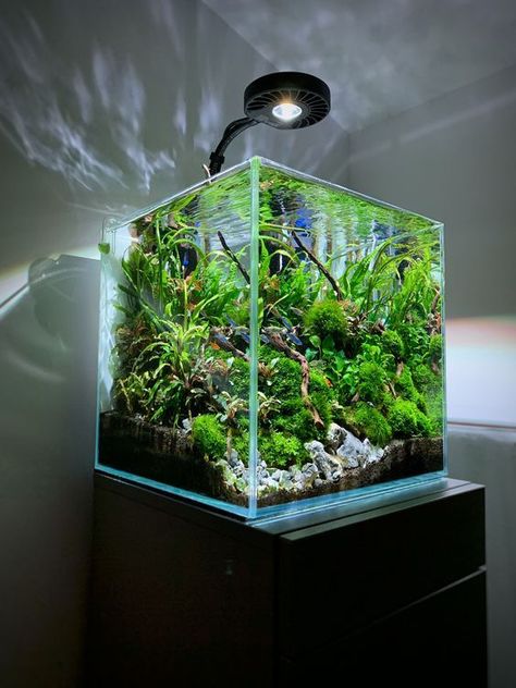 5 Gallon Tank, 5 Gallon Aquarium, Biotope Aquarium, Fish Aquarium Decorations, Fish Tank Themes, Aquarium Garden, Taman Air, Fish Tank Terrarium, Cool Fish Tanks