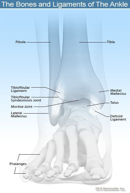 Broken Ankle vs. Sprain: Symptoms and Recovery Time Dislocated Ankle, Broken Ankle Recovery, Ankle Ligaments, Ankle Fracture, Hairline Fracture, Ankle Surgery, Broken Ankle, Ligament Injury, Sciatica Pain Relief