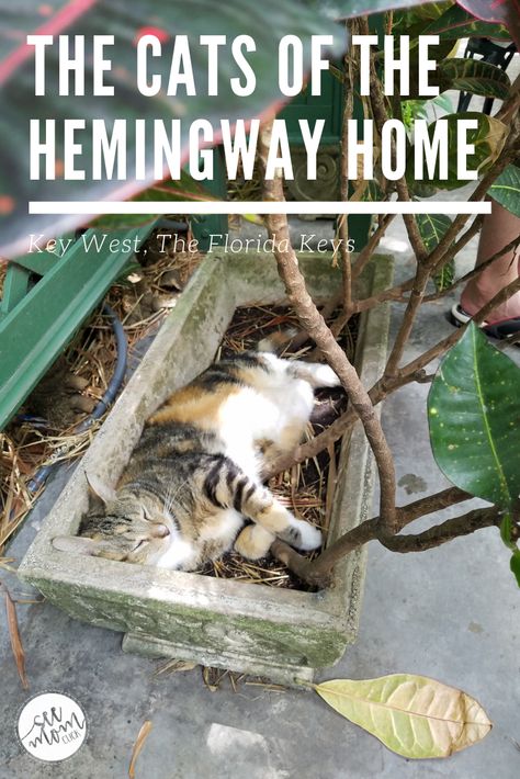 The Ernest Hemingway Home and Museum in Key West, Florida is beautiful and full of history. The real draw? The cats and all of their toes! When we visited there were 57 cats living there, many of them polydactyl. Hercules is probably my favorite! Ernest Hemingway House Key West, Key West Florida Photography, Florida 1950s, Hemingway House Key West, Fisher Animal, Ernest Hemingway House, Hemingway Cats, Travel Therapy, Heart Cats