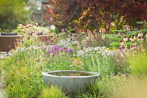 How to Create a Beautiful Pollinator Garden That Supports Butterflies and Bees Pollinator Garden Design, Butterfly Garden Plants, Native Plant Gardening, Gardening Trends, Front Yards, Bee Garden, Wildlife Gardening, Pollinator Garden, Beneficial Insects