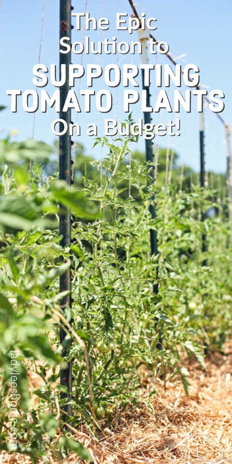 Support Tomato Plants, Tomato Support, Cherry Tomato Plant, Tomato Trellis, Fruit Fruit, Plants Growing, Garden Veggies, Outdoor Diy Projects, Tomato Garden