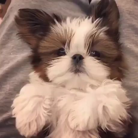 Your daily dose of floof. Perro Shih Tzu, Chien Shih Tzu, Shitzu Dogs, Shitzu Puppies, Really Cute Dogs, Cute Little Puppies, Shih Tzu Puppy, Shih Tzu Dog