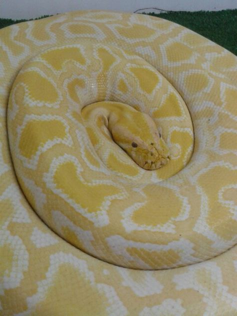 Yellow And White Snake, Albino Burmese Python, Albino Python, Big Iguana, Reticulated Python, Cute Wolf Drawings, Burmese Python, Snake Wallpaper, Albino Animals