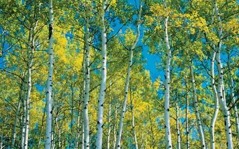 The trunks of densely packed white poplars create a pretty spectacle in spring sunlight. Picture: Mike Grandmaison / All Canada Photos / Corbis Most Beautiful Trees, Bushes And Shrubs, Tree Wall Murals, Amazing Birds, Canada Photos, National Park Photos, Beautiful Trees, Aspen Trees, Nature Images