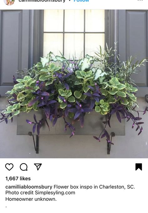 Planter Box Ideas Front Porches, Window Box Plants, Summer Planter, Container Garden Design, Window Box Flowers, Window Planters, Container Gardening Flowers, Flower Window, Window Planter Boxes