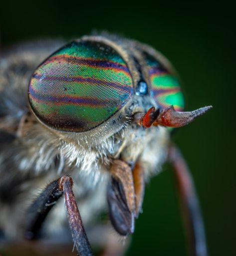 Cell Photography Microscopic Images, Mini Microscope, Deer Fly, Bug Images, Microscopic Photography, Micro Photography, Microscopic Images, Eye Pictures, Eyes Wallpaper