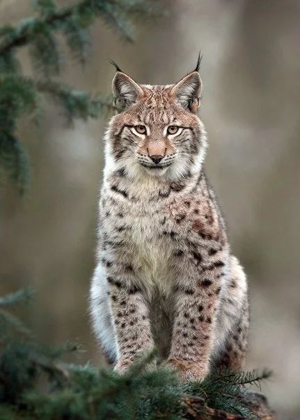 Wild Wallpaper, Lynx Lynx, Eurasian Lynx, Gato Grande, Exotic Cats, Wildlife Animals, Lynx, Animal Photo, Beautiful Cats