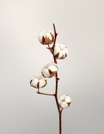 Cotton Plant Photography, Cotton Plant Aesthetic, Cotton Plant Illustration, Cotton Drawing, Cotton Aesthetic, Baby Store Display, Cotton Photography, Aesthetic Plant, Cotton Tree