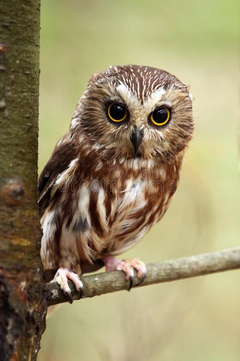 Sisters Tattoo, Saw Whet Owl, Awesome Owls, Phone Decor, Owl Photos, Owl Pictures, Beautiful Owl, Animale Rare, 수채화 그림