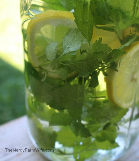 Make an herbal water - Fill a jar with fresh lemon balm leaves and a thinly sliced lemon. Pour in cold water until it reaches the top. Refri... Homemade Lemon Balm Tea, How To Make Lemon Balm Drink, Lemon Balm Drink Recipes, Health Benefits Of Lemon Balm Tea, Lemon Balm Recipes, Lemon Balm Tea, Herb Recipes, Herbal Recipes, Herbal Healing