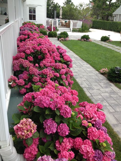 Small Front Yard Garden Ideas, Front Yard Hydrangea, Dream Garden Backyards, Front Garden Landscape, Front Yard Design, Hydrangea Garden, Front Yard Garden Design, Beautiful Flowers Garden, Home Landscaping