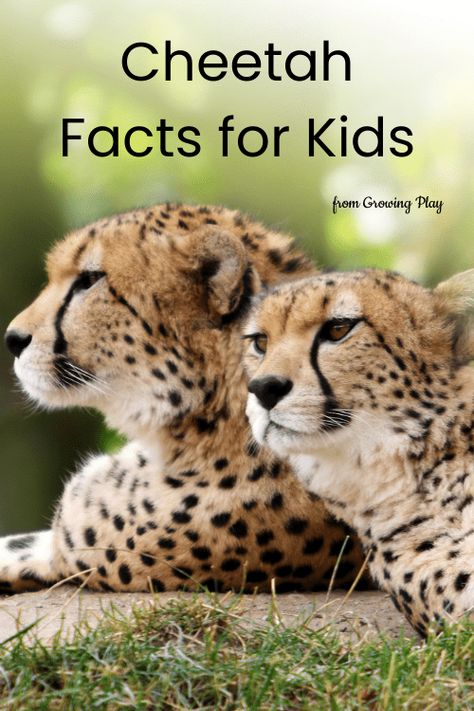 Cheetah Habitat Project For Kids, Cheetah Diorama For Kids, Cheetah Habitat Diorama, Cheetah Facts For Kids, Cheetah Crafts, Cheetah Room, Asiatic Cheetah, Animal Facts Interesting, Animal Facts For Kids