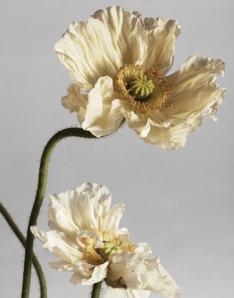 visual optimism; fashion editorials, shows, campaigns & more!: ikebana: bo don by andrew stinson for drop magazine! #lieracskin #lieracskincare #fleurs #florallove #beauty Icelandic Poppies, White Poppy, No Rain, Flower Pictures, Ikebana, Flowers Photography, My Flower, Pretty Flowers, Flower Power