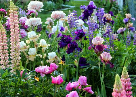 Iris Flowers Garden, English Garden Design, Iris Garden, Peonies Garden, Iris Flowers, Perennial Garden, Garden Cottage, Perennial Plants, Front Garden