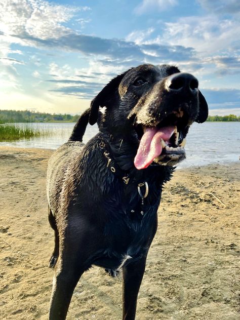 Black Lab Aesthetic Wallpaper, Black Labrador Aesthetic, Black Lab Aesthetic, Lab Aesthetic, Labrador Black, Lover Anime, Painting Dogs, Dogs Aesthetic, Dog Tattoo Ideas