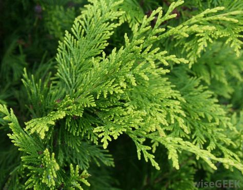 THUJA ORIENTALIS (CHRISTMAS TREE):   An arborvitae is a genus of coniferous trees that are also called thujas. The main characteristics of trees in the arborvitae... Thuja Orientalis, Arbor Vitae, Coniferous Trees, Arborvitae Tree, Garden Hedges, Conifer Trees, Tree Leaves, Reference Images, Hedges