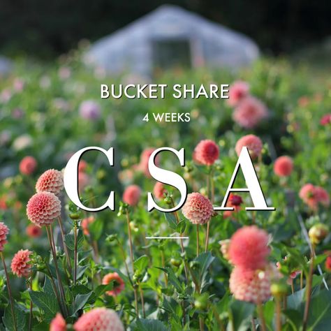 CSA BUCKET SHARE -~ 4 Week Subscription | Love 'n Fresh Flowers Flower Farming, Community Supported Agriculture, Homestead Ideas, Farmer Girl, Flower Truck, Buy Seeds, Flower Subscription, Flower Business, Community Support