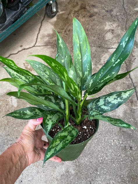 6” Aglaonema Maria 14-20", Full Plants