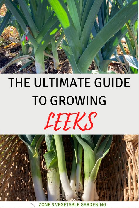 Learn how to grow garden leeks from seed in your backyard vegetable garden in zone 3 climates. How To Grow Leeks, Tomatoes In A Pot, Grow Leeks, Leek Plant, Growing Leeks, Companion Planting Guide, Tips For Growing Tomatoes, Growing Onions, When To Plant Vegetables