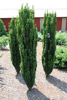 Sky Pencil Japanese Holly Pencil Cypress Trees, Japanese Holly Sky Pencil, Fastigiate Trees, Holly Landscaping, Tall Boxwood, Pencil Holly, Podocarpus Macrophyllus, Sky Pencil Holly, Screening Plants