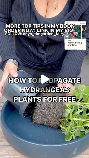 Rooting Hydrangea Cuttings, When To Plant Hydrangeas, Propagating Hydrangeas, Strawberry Hydrangea, Plant Tips, Hydrangea Bush, Hydrangea Care, Growing Hydrangeas, Plant Help