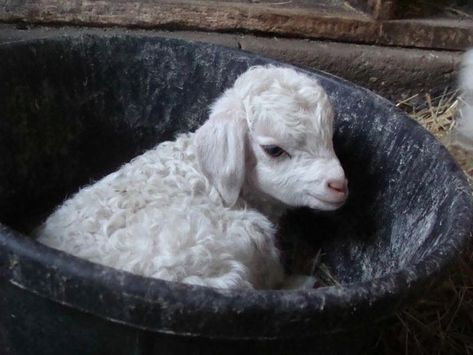 Angora Goat, Baby Lamb, A Small, Bowl, White, Black