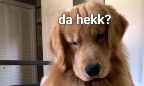 A golden retriever pup by the name of Tucker is currently going viral on Instagram for his hilarious reaction to a hair clip. Check out the full video, and find out what fans are saying about the adorable moment, here. Tucker Budzyn, Golden Retriever Pup, Golden Retriever Gif, Chien Golden Retriever, Golden Retriever Funny, Albino Animals, Reaction Pic, Reaction Images, A Golden Retriever