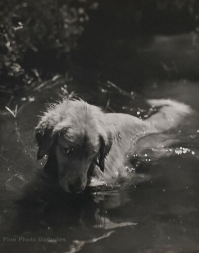 Find many great new & used options and get the best deals for 1990 Vintage BRUCE WEBER Golden Retriever Dog Adirondack River Photo Art 11X14 at the best online prices at eBay! Free shipping for many products! Untitled Film Stills, Adirondack Park, Emotional Photos, Bruce Weber, Blue Bayou, Queer Art, St Regis, Little Bear, Dogs Golden Retriever