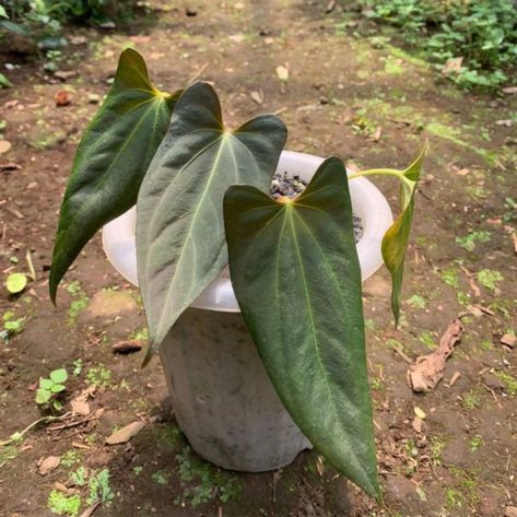 Anthurium Papillilaminum X1 | Etsy Finland Anthurium Papillilaminum, Amazing Plants, Handmade Planter, Ornamental Plants, Plants Garden, Pop Out, New Leaf, Plant Lover, Real Pictures