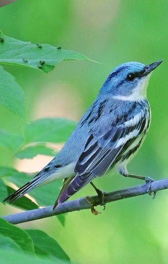 Small Bird Flying, Blue Bird Feather, Mountain Blue Bird, Cerulean Warbler, Big Bird Cage, Bird Flying, Bird Feather, Bird Wings, Tiny Bird