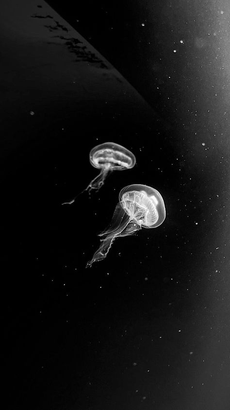 Sleep Mode Wallpaper, Cybergoth Aesthetic Wallpaper, Wallpaper Sleep, Iphone 16 Wallpaper, Cybergoth Aesthetic, Marine Creatures, Yeah Yeah, Abstract Art Wallpaper, Jelly Fish