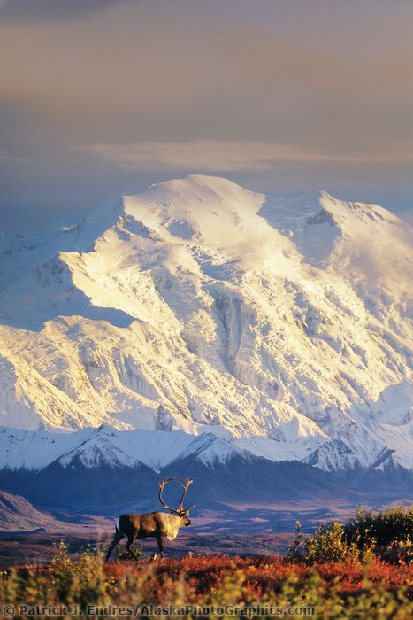 DIGITAL COMPOSITE: (Sky and clouds added ) Bull caribou walks in front of the North face of Mount McKinley, (Denali), Denali National Park, Alaska. Alaska Wildlife, Mule Deer, Denali National Park, Wildlife Photos, Alaska Travel, Beautiful Places In The World, Places Around The World, Vacation Spots, Adventure Time