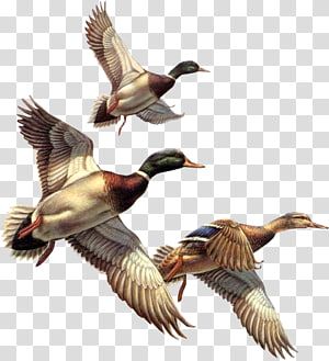 Ducks Flying, Dog Pond, Pekin Duck, Fly Drawing, Duck Tattoos, Deer Artwork, Duck Illustration, Mallard Ducks, Duck Drawing