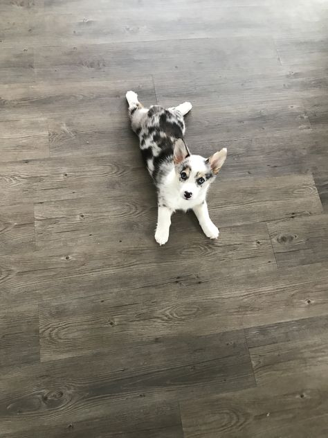 Merle corgi sploot Merle Corgi Puppy, Corgi Poodle Mix, Merle Corgi, Corgi Sploot, Loyal Friends, Corgi Puppy, Poodle Mix, Cute Dogs And Puppies, Gift List