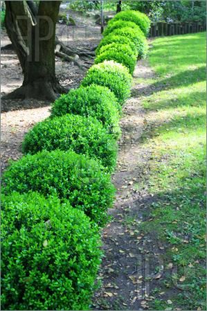 Border of boxwoods Boxwood Shrubs, Potting Ideas, Shrubs For Borders, Japanese Boxwood, Boxwood Landscaping, Shrubs For Landscaping, Elegant Landscape, Box Wood Shrub, Boxwood Garden