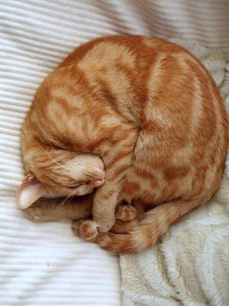 Cats Curled Up, Cute Orange Tabby Cats, Cat Curled Up, Curled Up Pose, Curled Up Cat, Cat Breeds Hypoallergenic, Cats Orange, Cat Orange, Tabby Cats