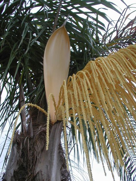 The Queen Palm (Syagrus romanzoffiana)  seed casing is a single 24-30 inch leaf that protrudes up from the main stem until it splits ope... Queen Palm Tree, Seed Pods Art, Queen Palm, Palm Tree Crafts, Palm Sunday Decorations, Corn Husk Crafts, Palm Leaf Art, Palm Frond Art, Tree Palm