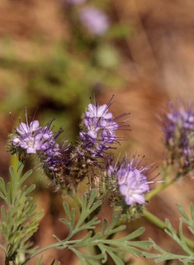 Sage Plants, Sage Plant, Planting Guide, Purple Sage, All About Plants, Plant Care, Cottage Garden, Planting, Planting Flowers