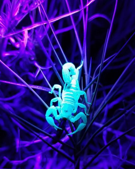 Uv Aesthetic, Cool Bugs, Story Inspiration, A Question, Uv Light, Spiders, Black Light, Scorpion, Bugs