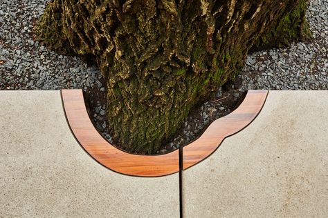 Red Oak Tree, Contemporary Landscape Design, Architectural Design Studio, Walkway Design, Concrete Walkway, Urban Tree, Ipe Wood, Garden Walkway, Concrete Pavers