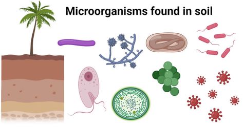 Last Updated on November 1, 2020 by Sagar Aryal What is Soil Microbiology? Soil microbiology is a branch of soil science concerned with soil-inhabiting microorganisms, their functions, and activities within the soil ecosystem. Soil microbiology is an interdisciplinary subject that is closely linked to soil biochemistry and microbial ecology. It involves the understanding of principles of soil science, microbiology, and ... Read moreMicroorganisms found in soil with effects and examples The post Soil Ecosystem, Microbiology Notes, Biology Ideas, Soil Microorganisms, Nutrient Cycle, Soil Science, Nitrogen Fixation, Kids Gardening, Carbon Cycle