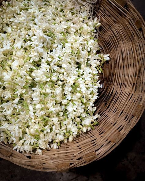 Flower Basket Jasmine. Jasmine are white fragrant flowers. They are a symbol of love and purity.#aesthetic #flowers #jasmine #flowergardening #yasmin #gardeningtips Mogra Flower Photography, Mogra Flower Gajra, Gajra Flowers, Purity Aesthetic, Chameli Flower, Mogra Flower, White Jasmine Flower, Sambac Jasmine, South Asian Aesthetic