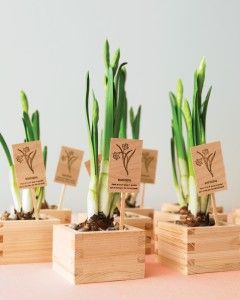 Floral and Plant Favors to DIY for Your Big Day Daffodil Wedding, Plant Wedding Favors, Simple Wedding Favors, Spring Wedding Favors, Inexpensive Wedding Favors, Wedding Favors And Gifts, Inexpensive Wedding, בר מצווה, Wedding Favor Boxes