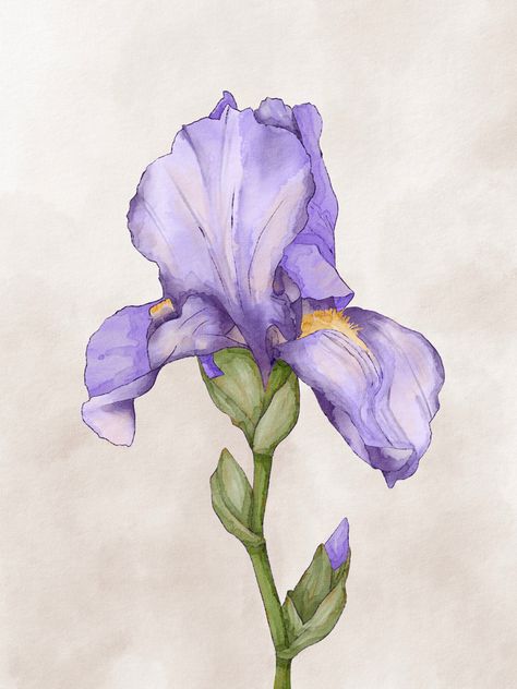 Iris Flower Reference, Watercolor Iris Tutorial, Iris Flowers Drawing, Iris Flower Watercolor, Iris Watercolor Painting, Iris Paintings, Iris Illustration, Iris Drawing, Iris Watercolor