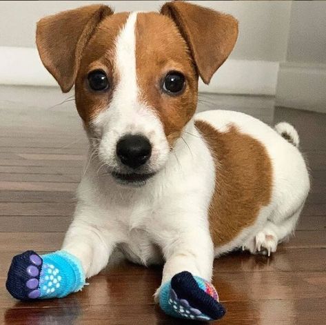 16 Pictures That Prove Jack Russells Are Perfect Weirdos Jack Russell Terrier Funny, Chien Jack Russel, Jack Terrier, Big Dogs Breeds, Biggest Dog In The World, Cute Animal Tattoos, Biggest Dog, Jack Russell Terrier Puppies, Jack Russell Puppies