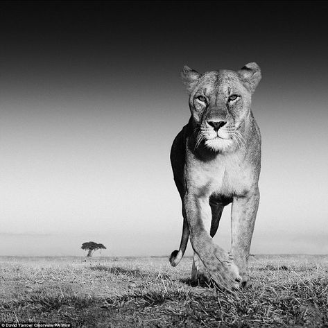 Scary: Scots wildlife photographer David Yarrow even escaped an up close and personal meeting with a lioness on the prairie during his global travels David Yarrow, Deadly Animals, Lion And Lioness, Foto Art, African Animals, A Lion, Zebras, Big Cats, Wildlife Photography