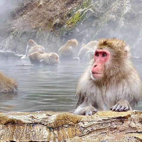 🐵 Jigokudani Monkey Park in Japan is home to Japanese Macaques or Snow Monkeys. 🐒🐒 These wild monkeys enjoy bathing in the park's natural hot spring. ♨️💙 Monkeys In Hot Springs, Snow Monkeys Japan, Jigokudani Monkey Park, Natural Hot Spring, Japanese Macaque, Snow Monkeys, Spring In Japan, Snow Monkey, Japan Spring