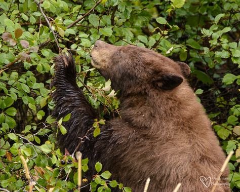 It's a Bear Eat Berry World, bear eating berries Bear Eating, Berry Picking, Hand To Hand Combat, Fruit Photography, Spirit Animals, Favorite Animals, Wildlife Animals, Book Inspiration, Black Bear